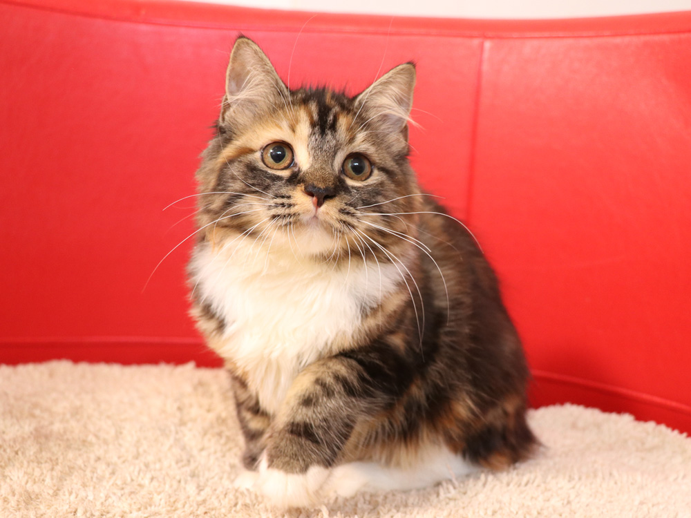スコティッシュフォールドの子猫画像