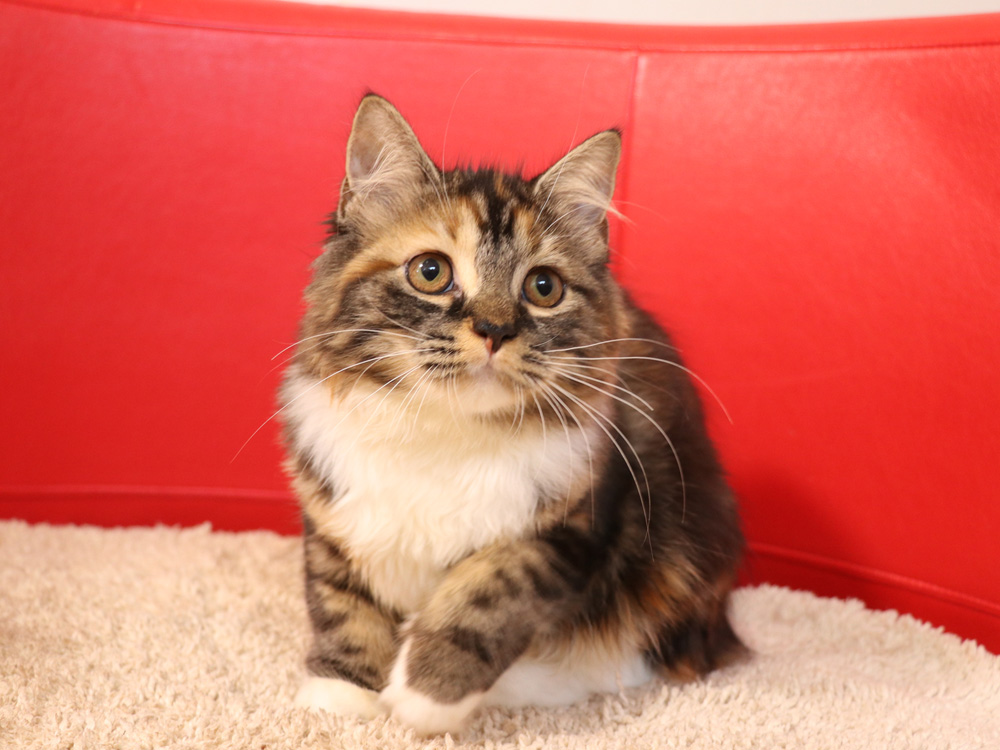 スコティッシュフォールドの子猫画像