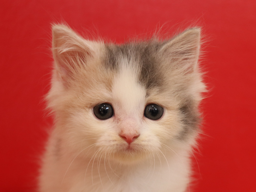 スコティッシュフォールドの子猫画像