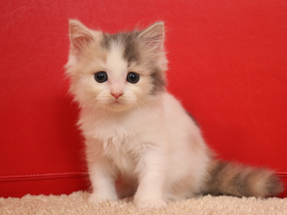 スコティッシュフォールドの子猫画像