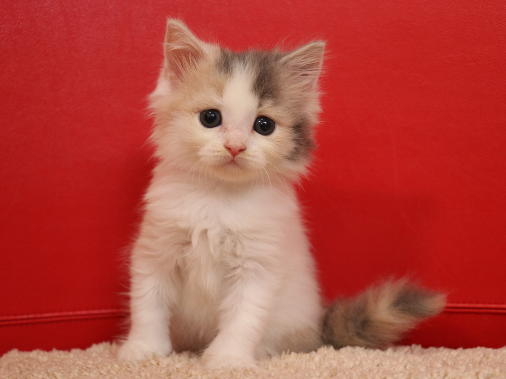 スコティッシュフォールドの子猫画像