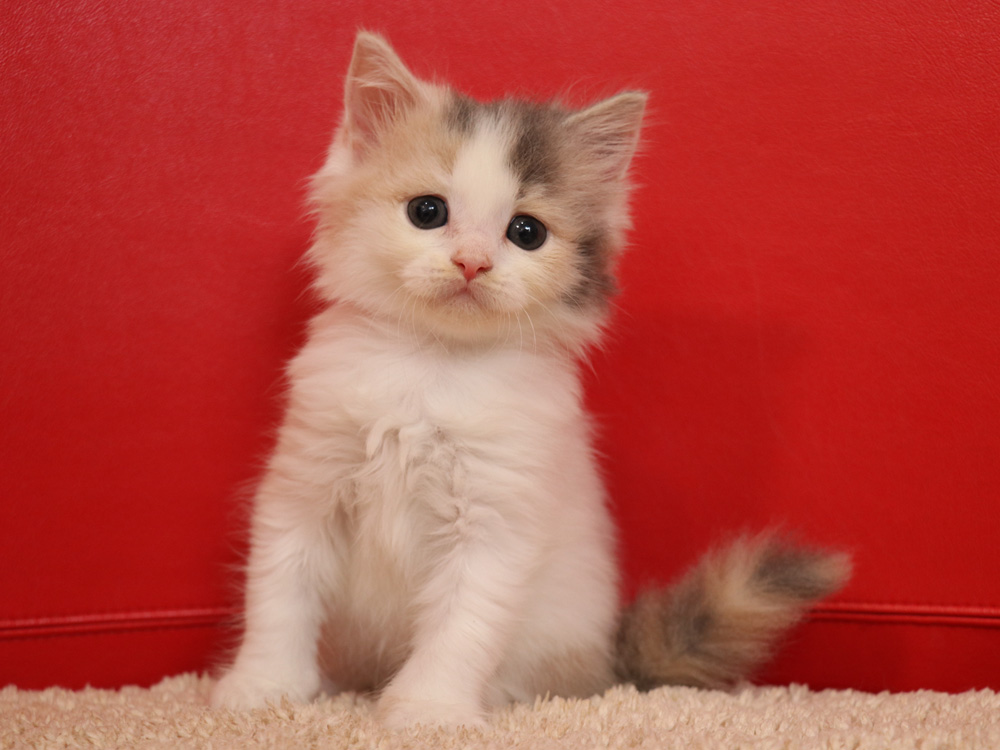 スコティッシュフォールドの子猫画像