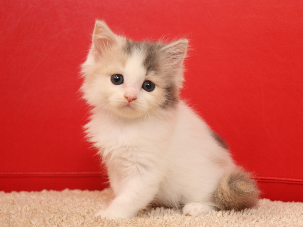 スコティッシュフォールドの子猫画像