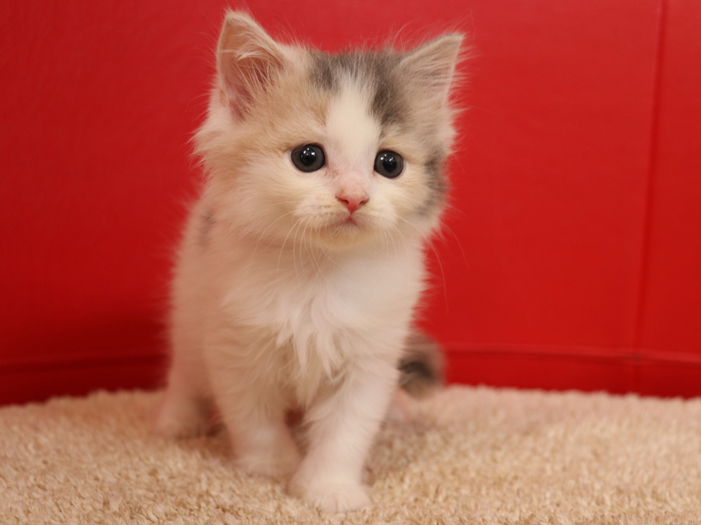 スコティッシュフォールドの子猫画像