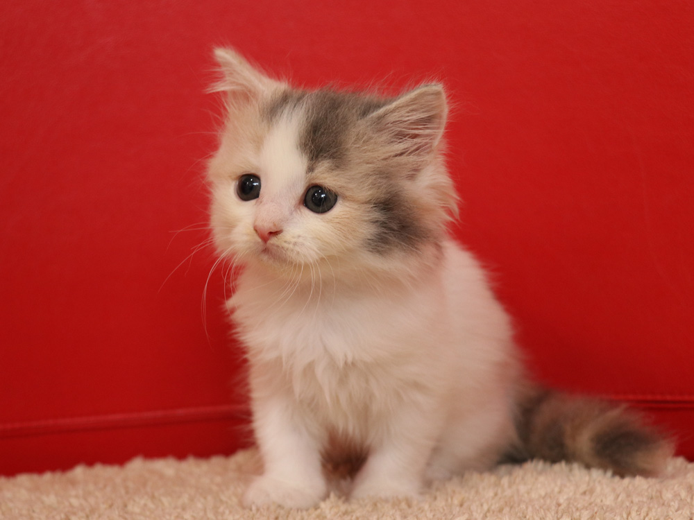スコティッシュフォールドの子猫画像