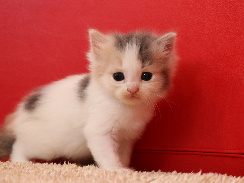 スコティッシュフォールドの子猫画像