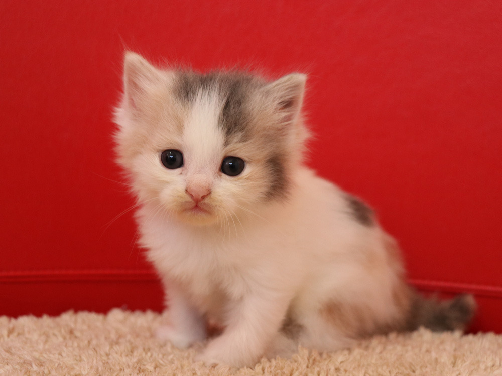 スコティッシュフォールドの子猫画像