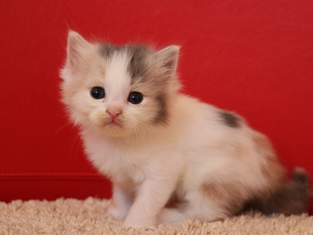 スコティッシュフォールドの子猫画像