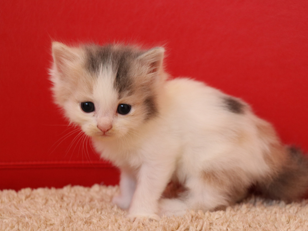 スコティッシュフォールドの子猫画像