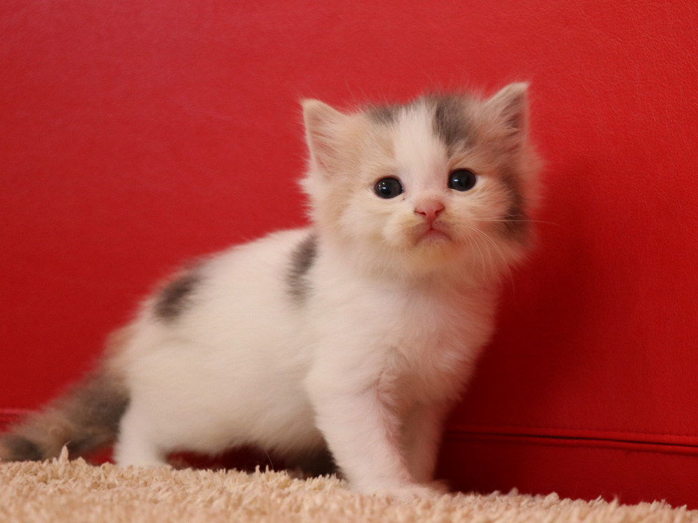 スコティッシュフォールドの子猫画像