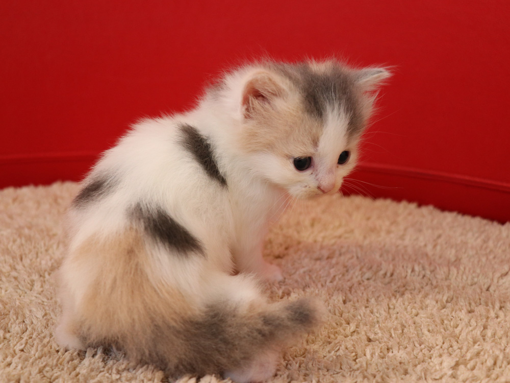 スコティッシュフォールドの子猫画像