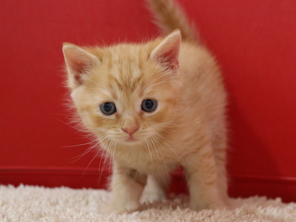 スコティッシュフォールドの子猫画像