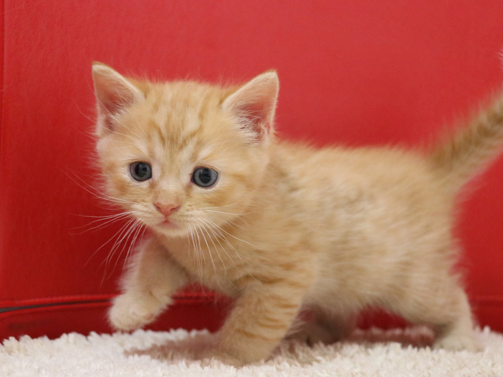 スコティッシュフォールドの子猫画像