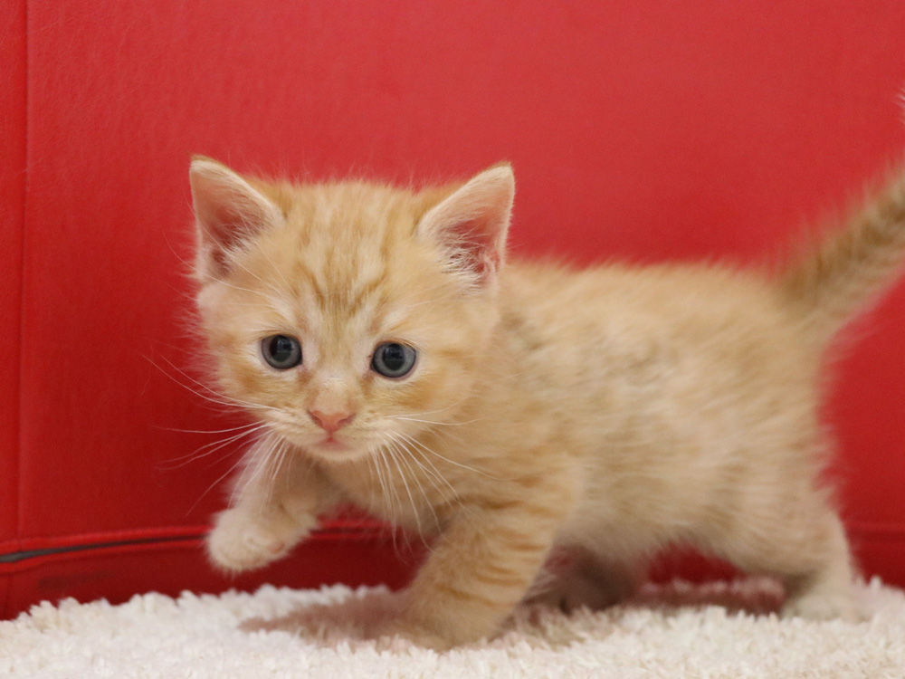 スコティッシュフォールドの子猫画像