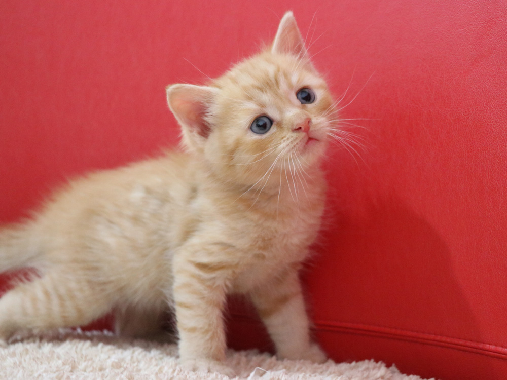スコティッシュフォールドの子猫画像