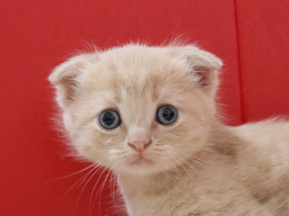 スコティッシュフォールドの子猫画像