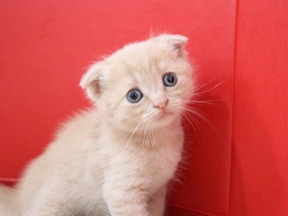 スコティッシュフォールドの子猫画像