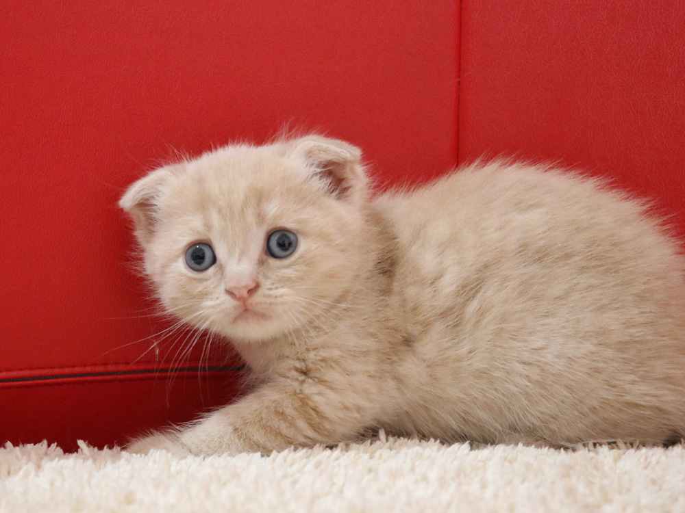 スコティッシュフォールドの子猫画像
