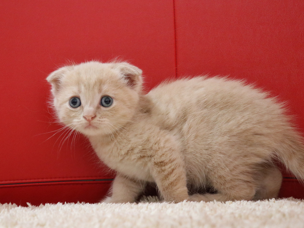 スコティッシュフォールドの子猫画像