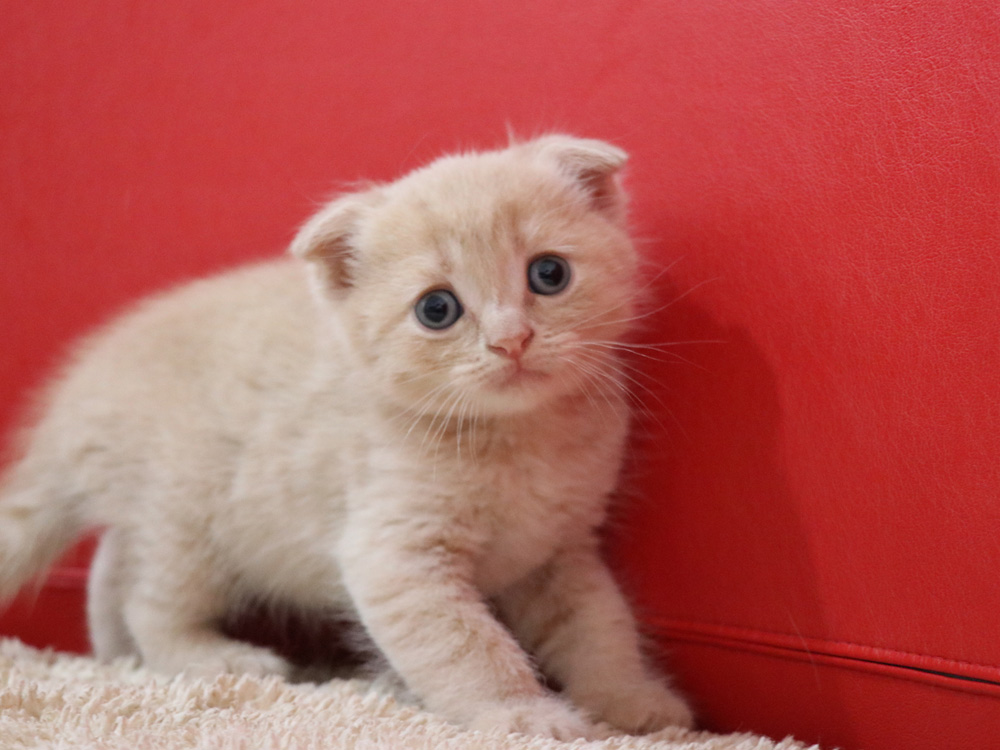 スコティッシュフォールドの子猫画像