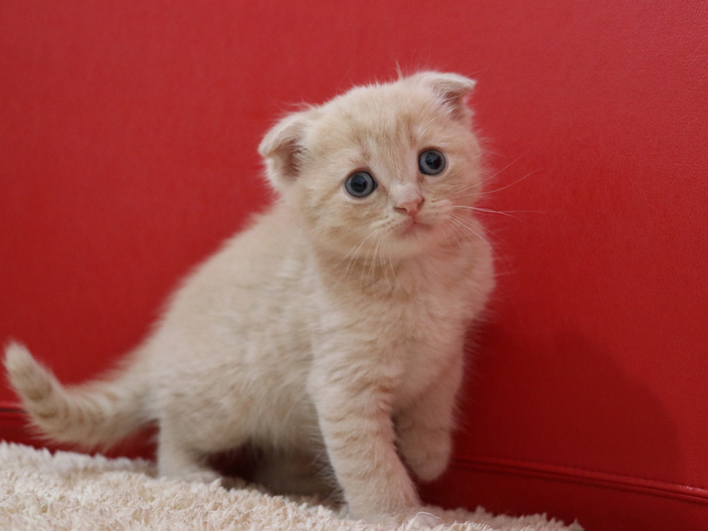 スコティッシュフォールドの子猫画像