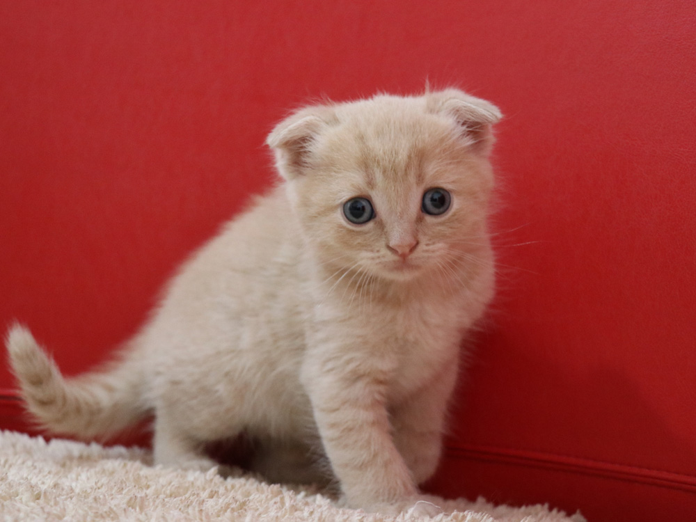 スコティッシュフォールドの子猫画像