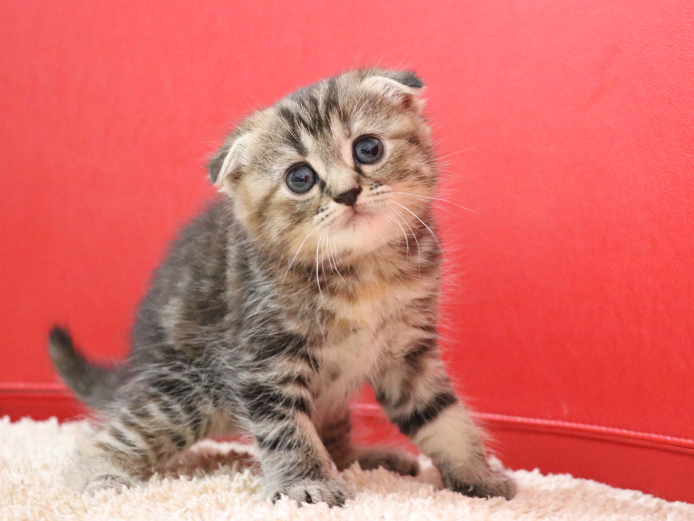 スコティッシュフォールドの子猫画像