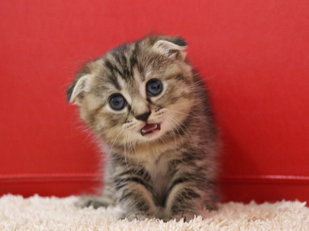 スコティッシュフォールドの子猫画像