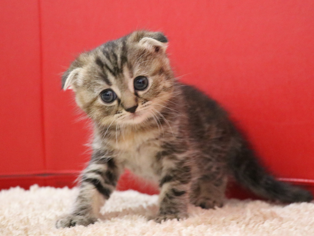 スコティッシュフォールドの子猫画像