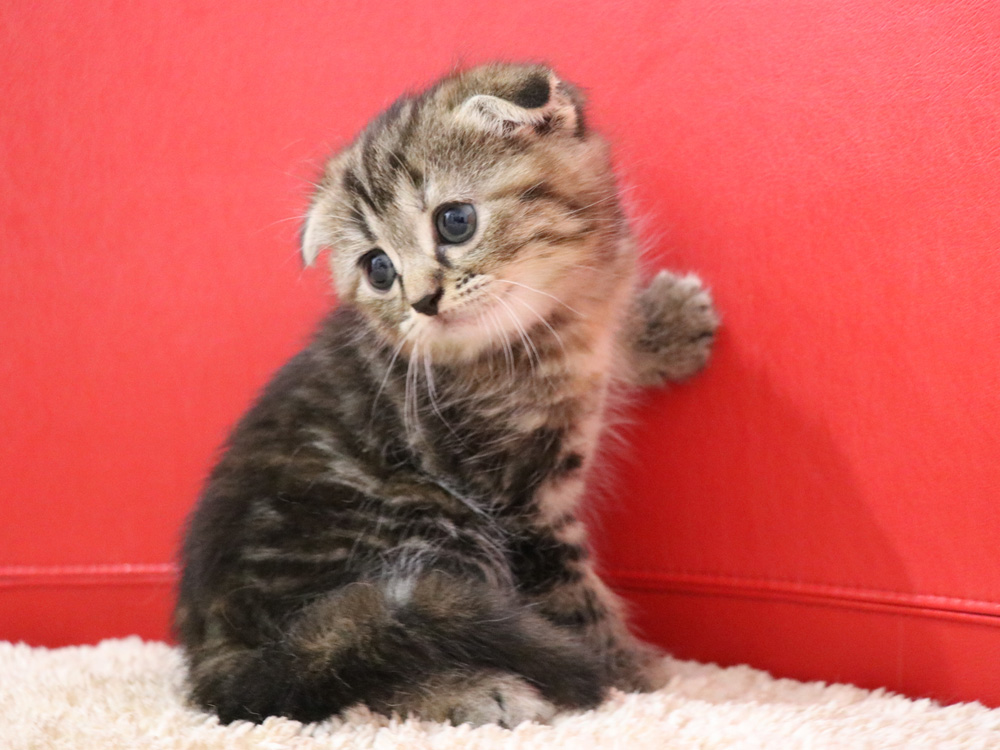 スコティッシュフォールドの子猫画像