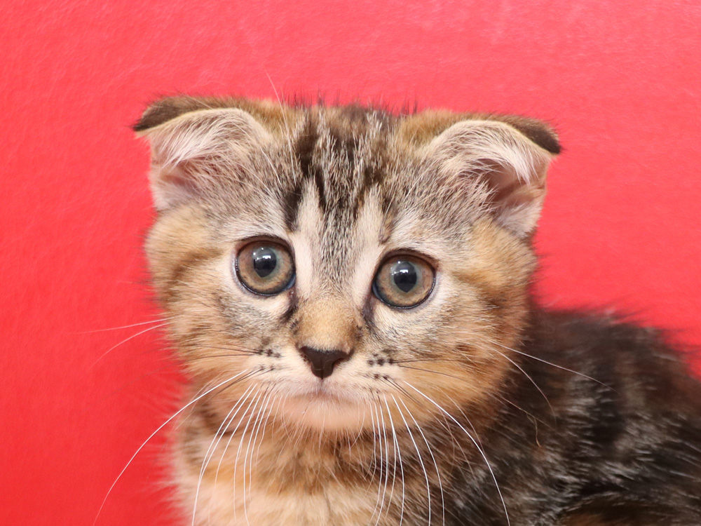 スコティッシュフォールドの子猫画像