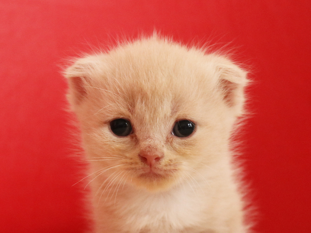スコティッシュフォールドの子猫画像