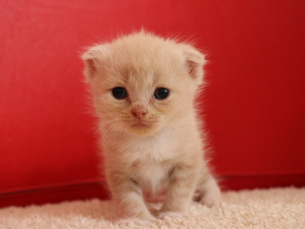 スコティッシュフォールドの子猫画像