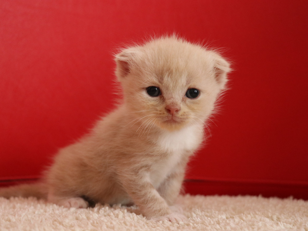 スコティッシュフォールドの子猫画像