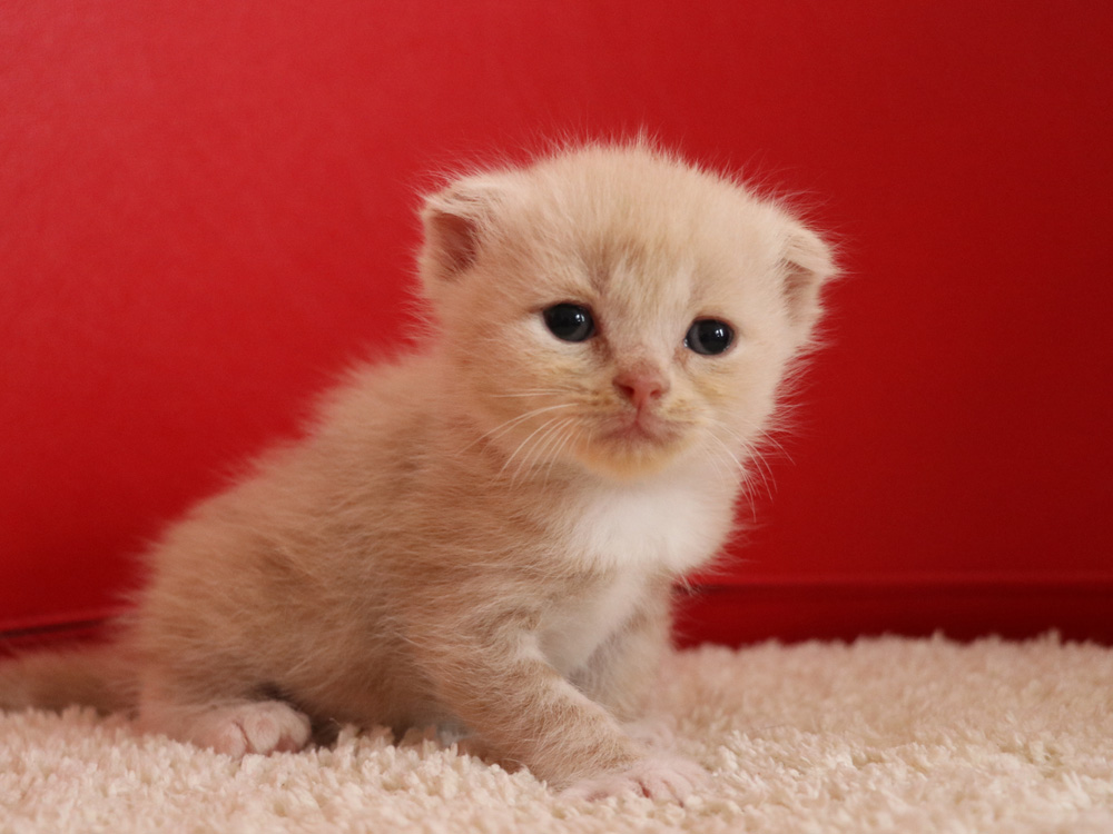 スコティッシュフォールドの子猫画像