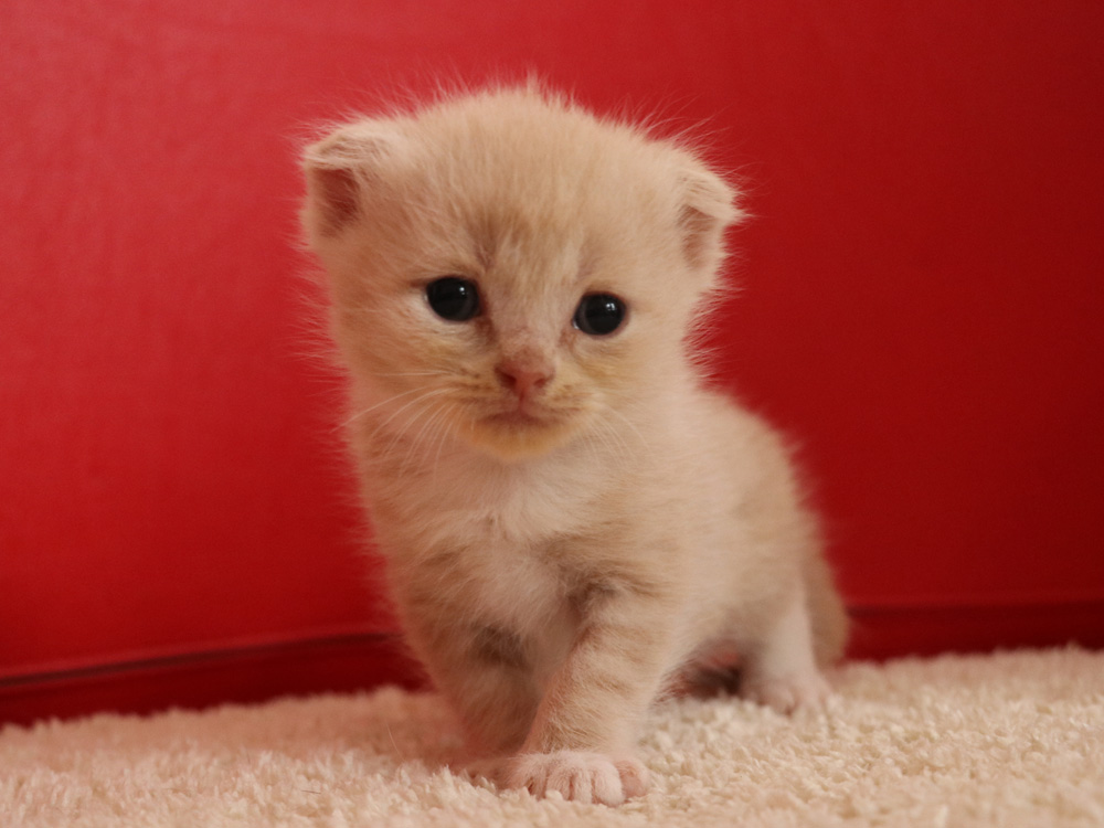 スコティッシュフォールドの子猫画像