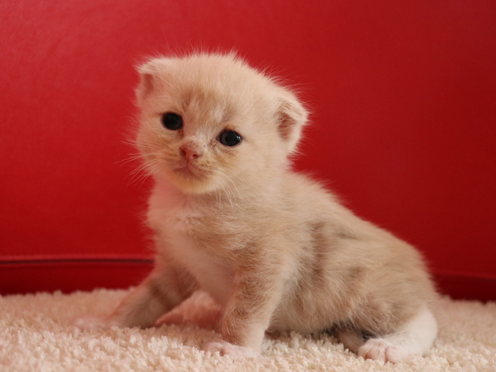 スコティッシュフォールドの子猫画像