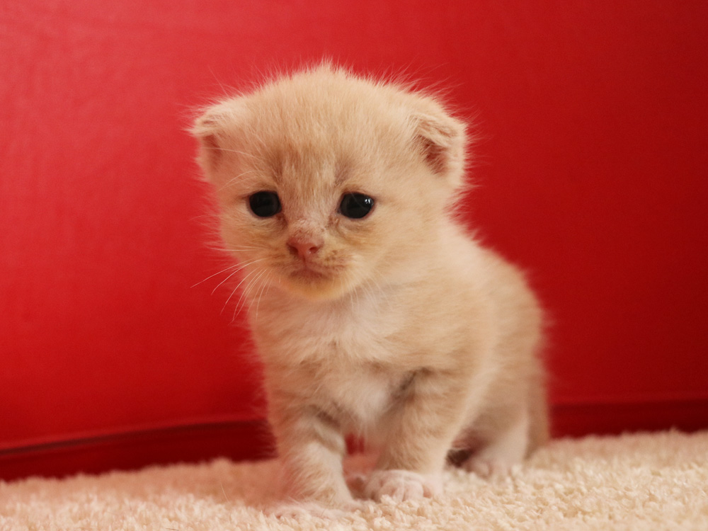 スコティッシュフォールドの子猫画像