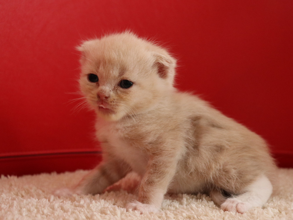 スコティッシュフォールドの子猫画像