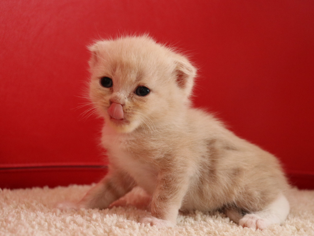 スコティッシュフォールドの子猫画像