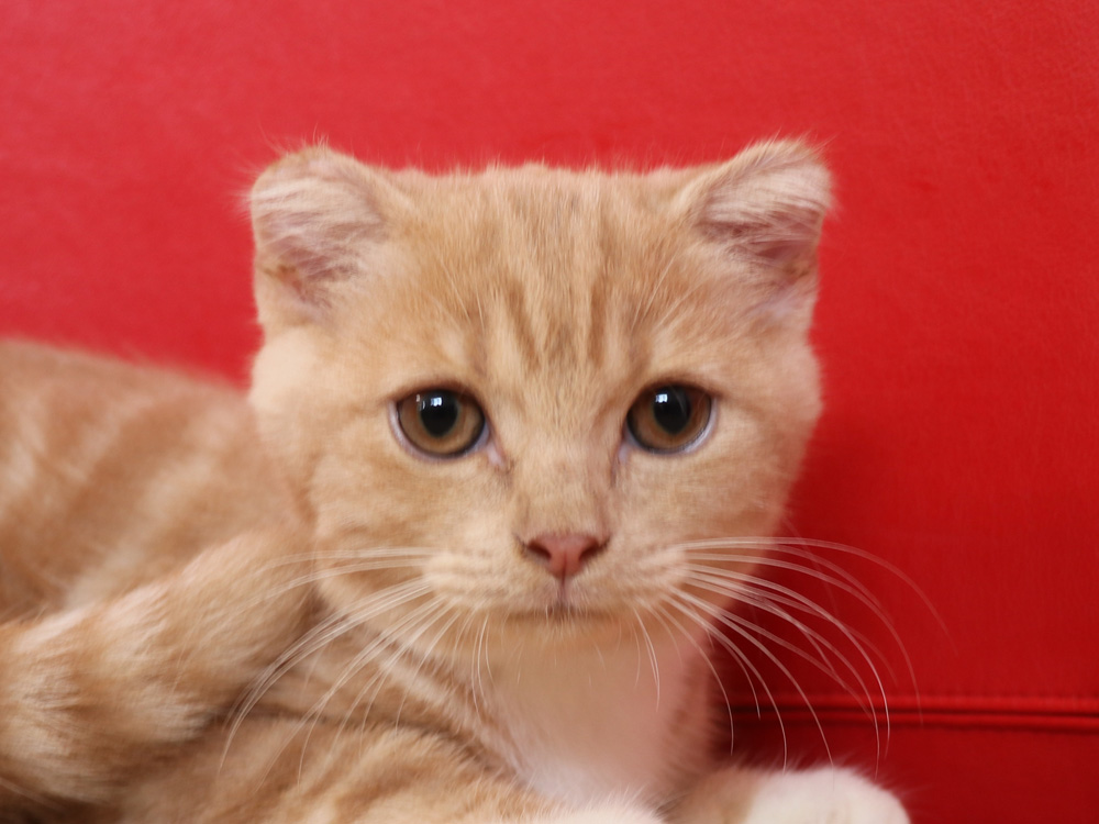 スコティッシュフォールドの子猫画像