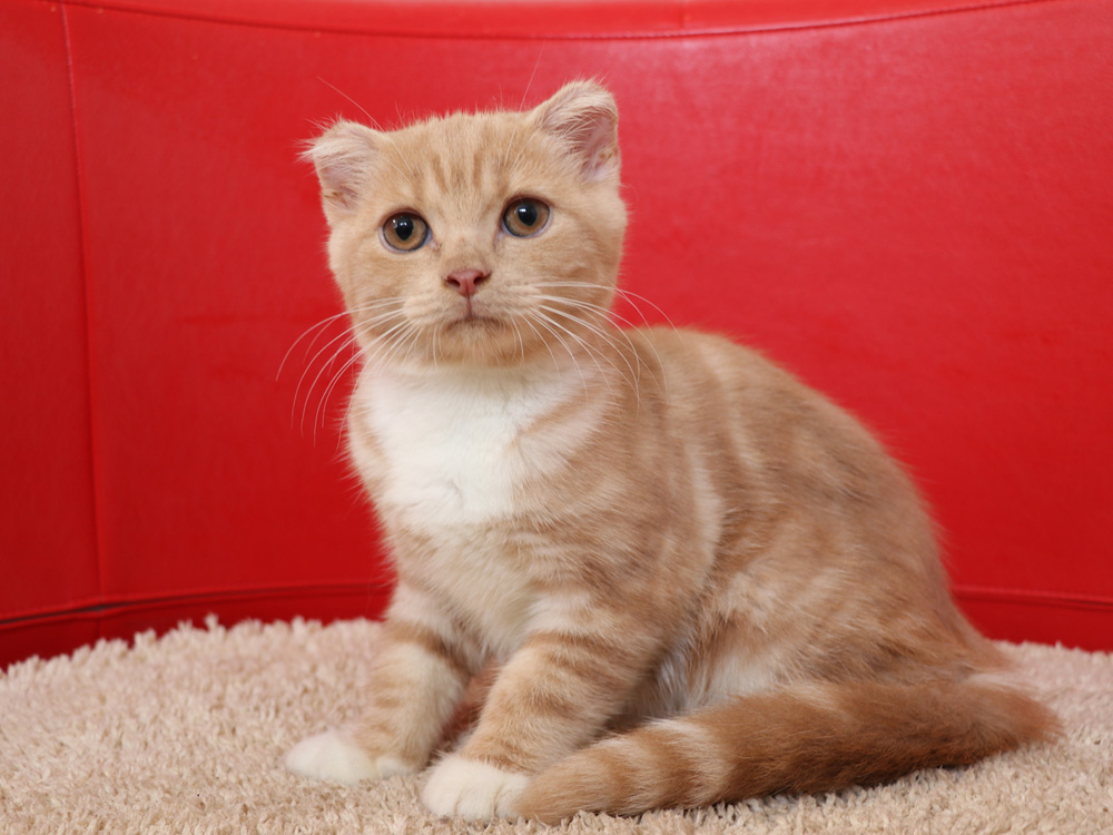 スコティッシュフォールドの子猫画像