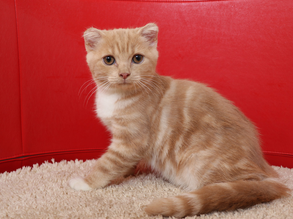 スコティッシュフォールドの子猫画像