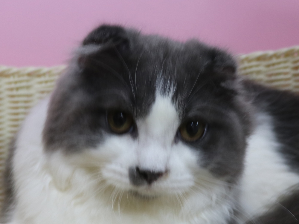 スコティッシュフォールドの子猫画像