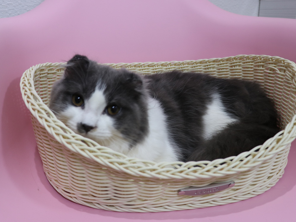 スコティッシュフォールドの子猫画像