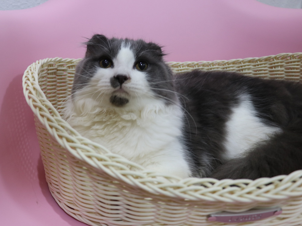 スコティッシュフォールドの子猫画像
