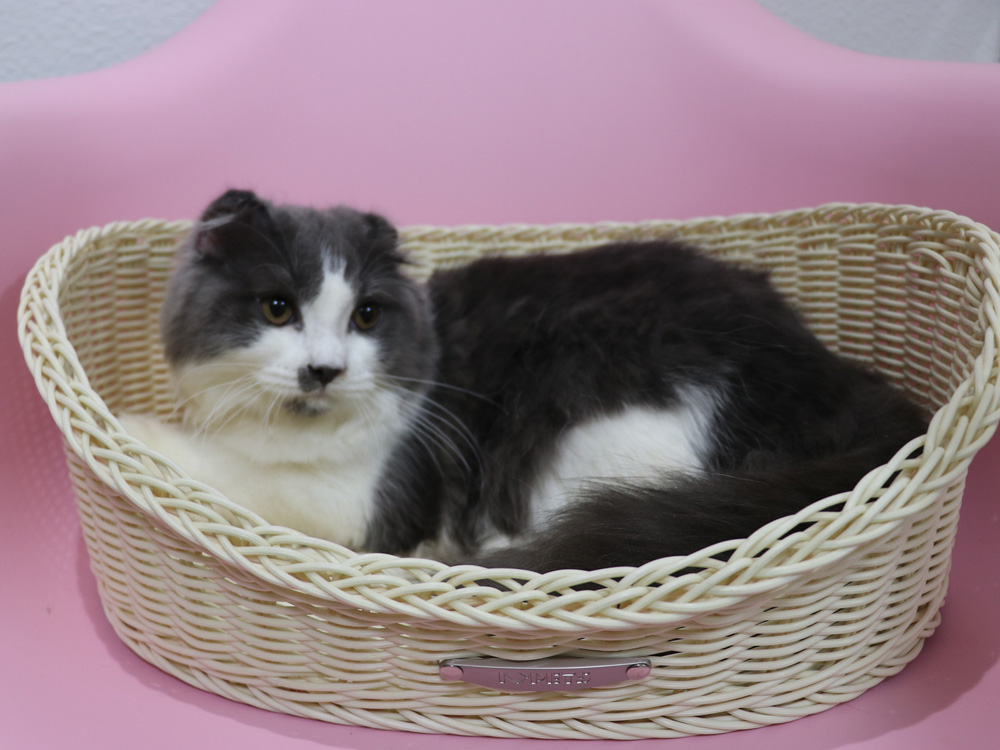スコティッシュフォールドの子猫画像