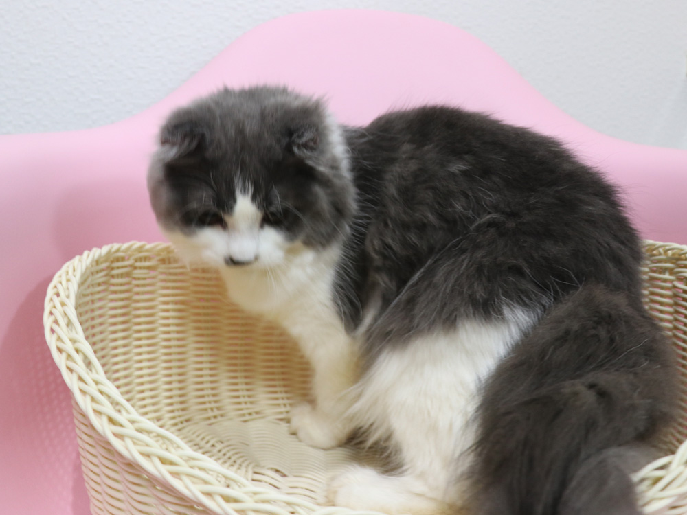 スコティッシュフォールドの子猫画像