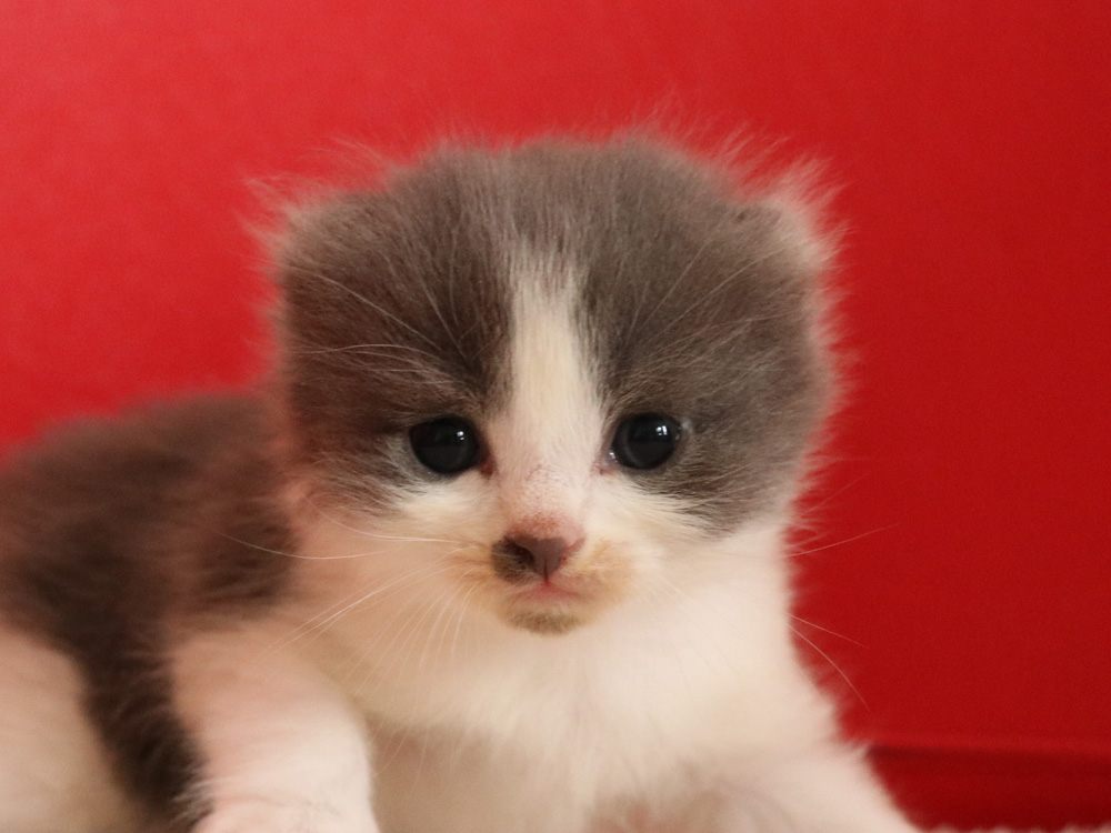 スコティッシュフォールドの子猫画像