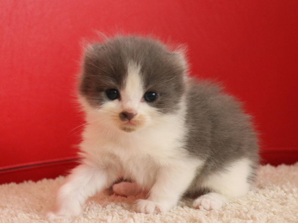 スコティッシュフォールドの子猫画像